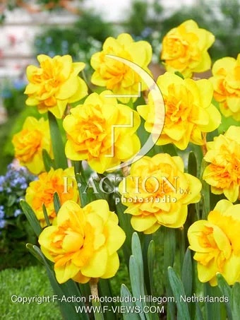 Нарцисс махровый Биффо